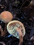 ( - HAY-F-006667)  @11 [ ] by-nc (2023) Dean Lyons Fungal Diversity Survey