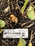  ( - HAY-F-006667)  @11 [ ] by-nc (2023) Dean Lyons Fungal Diversity Survey