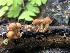  ( - HAY-F-006669)  @11 [ ] by-nc (2023) Dean Lyons Fungal Diversity Survey
