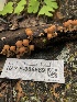  ( - HAY-F-006669)  @11 [ ] by-nc (2023) Dean Lyons Fungal Diversity Survey