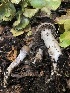  ( - HAY-F-006676)  @11 [ ] by-nc (2023) Dean Lyons Fungal Diversity Survey