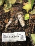 ( - HAY-F-006676)  @11 [ ] by-nc (2023) Dean Lyons Fungal Diversity Survey
