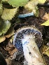  ( - HAY-F-006676)  @11 [ ] by-nc (2023) Dean Lyons Fungal Diversity Survey