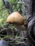  (Pholiota sp. aurivella-CA01 - HAY-F-006674)  @11 [ ] by-nc (2023) Dean Lyons Fungal Diversity Survey