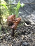  ( - HAY-F-006675)  @11 [ ] by-nc (2023) Dean Lyons Fungal Diversity Survey