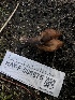  ( - HAY-F-006675)  @11 [ ] by-nc (2023) Dean Lyons Fungal Diversity Survey
