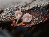  ( - HAY-F-003897)  @11 [ ] by-nc (2023) Grace Stark Fungal Diversity Survey
