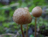 ( - HAY-F-003784)  @11 [ ] by-nc (2023) Grace Stark Fungal Diversity Survey