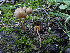  ( - HAY-F-003784)  @11 [ ] by-nc (2023) Grace Stark Fungal Diversity Survey