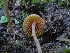  (Conocybe sp. CA20 - HAY-F-003784)  @11 [ ] by-nc (2023) Grace Stark Fungal Diversity Survey