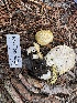 ( - HAY-F-003834)  @11 [ ] by-nc (2023) Grace Stark Fungal Diversity Survey