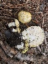  ( - HAY-F-003834)  @11 [ ] by-nc (2023) Grace Stark Fungal Diversity Survey