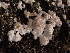  ( - HAY-F-003838)  @11 [ ] by-nc (2023) Grace Stark Fungal Diversity Survey
