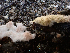  ( - HAY-F-003838)  @11 [ ] by-nc (2023) Grace Stark Fungal Diversity Survey