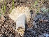  ( - HAY-F-003847)  @11 [ ] by-nc (2023) Grace Stark Fungal Diversity Survey