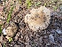  ( - HAY-F-003847)  @11 [ ] by-nc (2023) Grace Stark Fungal Diversity Survey