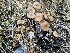  ( - HAY-F-003846)  @11 [ ] by-nc (2023) Grace Stark Fungal Diversity Survey