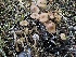  (Gymnopus - HAY-F-003846)  @11 [ ] by-nc (2023) Grace Stark Fungal Diversity Survey