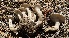  ( - HAY-F-003933)  @11 [ ] by-nc (2023) Grace Stark Fungal Diversity Survey