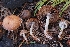  (Psathyrella sp. CA02 - HAY-F-000945)  @11 [ ] by-nc (2023) Warren Cardimona Fungal Diversity Survey
