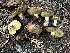  ( - HAY-F-005740)  @11 [ ] c (2023) Rudy Diaz Fungal Diversity Survey