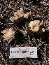  (Geastrum sp. CA02 - HAY-F-006670)  @11 [ ] by-nc (2023) Dean Lyons Fungal Diversity Survey