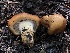  (Cortinarius sp. CA82 - HAY-F-006672)  @11 [ ] by-nc (2023) Dean Lyons Fungal Diversity Survey