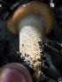  ( - HAY-F-006672)  @11 [ ] by-nc (2023) Dean Lyons Fungal Diversity Survey
