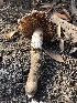  (Cortinarius sp. trivialis-CA01 - HAY-F-006602)  @11 [ ] by-nc (2023) Dean Lyons Fungal Diversity Survey
