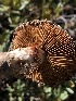  ( - HAY-F-006602)  @11 [ ] by-nc (2023) Dean Lyons Fungal Diversity Survey