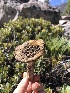  ( - HAY-F-006602)  @11 [ ] by-nc (2023) Dean Lyons Fungal Diversity Survey