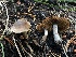  ( - HAY-F-006664)  @11 [ ] by-nc (2023) Dean Lyons Fungal Diversity Survey