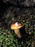  ( - HAY-F-006663)  @11 [ ] by-nc (2023) Dean Lyons Fungal Diversity Survey