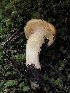  ( - HAY-F-006663)  @11 [ ] by-nc (2023) Dean Lyons Fungal Diversity Survey