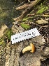  ( - HAY-F-006663)  @11 [ ] by-nc (2023) Dean Lyons Fungal Diversity Survey