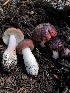  ( - HAY-F-006604)  @11 [ ] by-nc (2023) Dean Lyons Fungal Diversity Survey