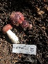  ( - HAY-F-006604)  @11 [ ] by-nc (2023) Dean Lyons Fungal Diversity Survey