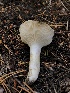  ( - HAY-F-006605)  @11 [ ] by-nc (2023) Dean Lyons Fungal Diversity Survey