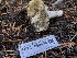  ( - HAY-F-006605)  @11 [ ] by-nc (2023) Dean Lyons Fungal Diversity Survey
