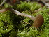  ( - HAY-F-006660)  @11 [ ] by-nc (2023) Dean Lyons Fungal Diversity Survey
