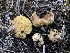  (Suillus megaporinus - HAY-F-006608)  @11 [ ] by-nc (2023) Dean Lyons Fungal Diversity Survey