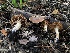  ( - HAY-F-006609)  @11 [ ] by-nc (2023) Dean Lyons Fungal Diversity Survey