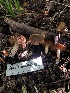 ( - HAY-F-006609)  @11 [ ] by-nc (2023) Dean Lyons Fungal Diversity Survey