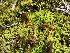  ( - HAY-F-006613)  @11 [ ] by-nc (2023) Dean Lyons Fungal Diversity Survey