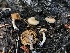 ( - HAY-F-006615)  @11 [ ] by-nc (2023) Dean Lyons Fungal Diversity Survey