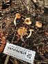  ( - HAY-F-006615)  @11 [ ] by-nc (2023) Dean Lyons Fungal Diversity Survey