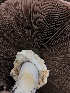  ( - HAY-F-006617)  @11 [ ] by-nc (2023) Dean Lyons Fungal Diversity Survey