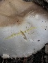  ( - HAY-F-006617)  @11 [ ] by-nc (2023) Dean Lyons Fungal Diversity Survey