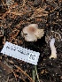  (Inocybe sp. pallidicremea-PNW03 - HAY-F-006618)  @11 [ ] by-nc (2023) Dean Lyons Fungal Diversity Survey