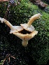  ( - HAY-F-006620)  @11 [ ] by-nc (2023) Dean Lyons Fungal Diversity Survey